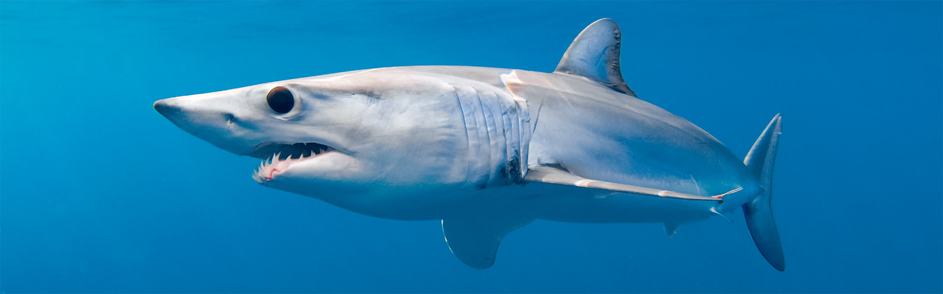  Shortfin Mako 